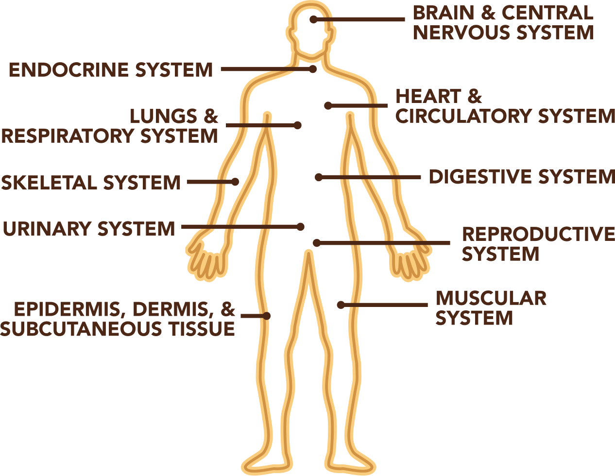 Endocannabinoid System