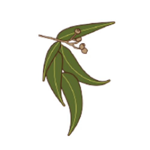Eucalyptol