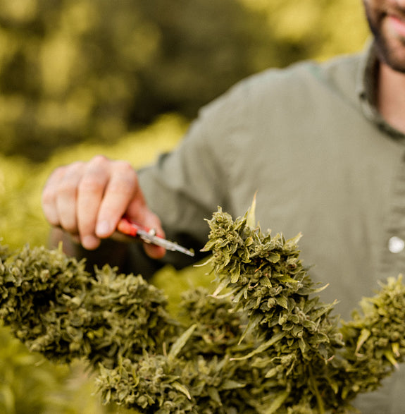 A farmer harvesting hemp by hand