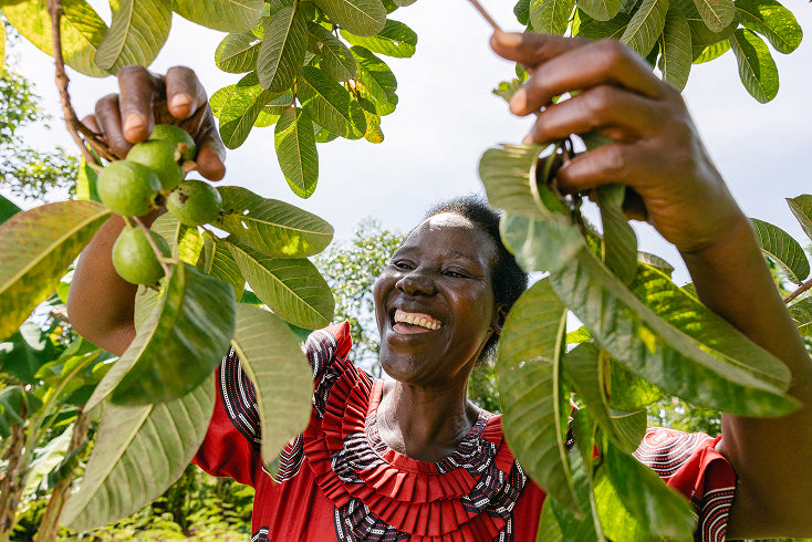 A woman smiling among guava tree branches